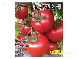 �t����6̖-���t���N��-Ӣ���m��