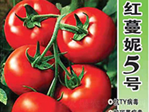 �t����5̖-���t���N��-Ӣ���m��