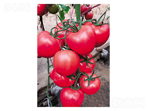 ����750Ӳ��-���t���N��-Ӣ���m��