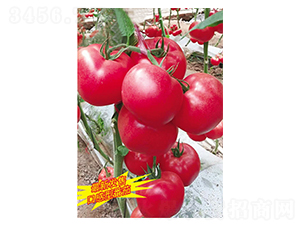 �_�M��-���t���N��-Ӣ���m��