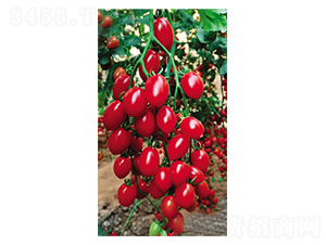 ����ǧ��-ʥŮ���N��-Ӣ���m��