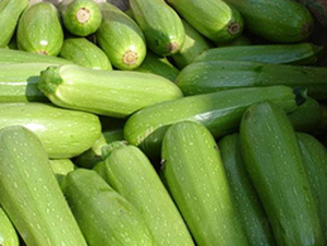 西葫蘆種子-英格蘭仕