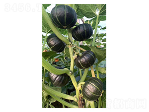 ��ؐؐ�ϹϷN��-Ӣ���m��