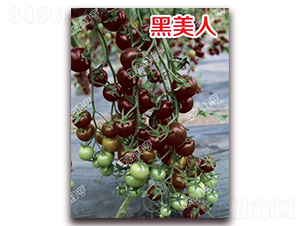 ������-��ɫ���ѷN��-�ϰľG��