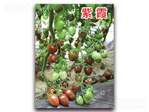 ��ϼ-��ɫ���ѷN��-�ϰľG��