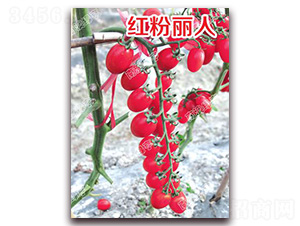 �t������-���ҷ��ѷN��-�ϰľG��