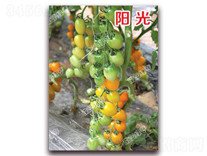 ꖹ�-���ҷ��ѷN��-�ϰľG��