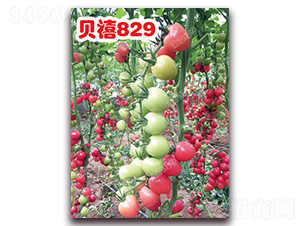 ؐ��829-���ҷ��ѷN��-�ϰľG��