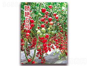 ���G5̖(h��o)-���ҷ��ѷN��-�ϰľG��