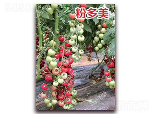 �۶���-���ҷ��ѷN��-�ϰľG��