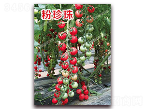 ������-���ҷ��ѷN��-�ϰľG��