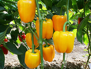 �S����-�����N��-ʥ���r(n��ng)�I(y��)