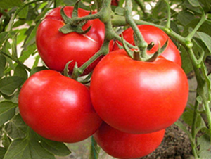 ���з�1-���t���N��-ʥ���r(n��ng)�I(y��)