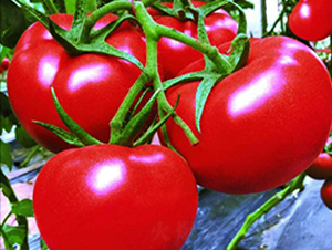 ����16-���t���N��-ʥ���r(n��ng)�I(y��)