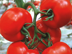 ���t-���t���N��-ʥ���r(n��ng)�I(y��)