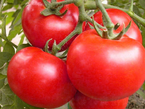 ����1601-���t���N��-ʥ���r(n��ng)�I(y��)