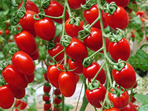 ʥ��-���t���N��-ʥ���r(n��ng)�I(y��)