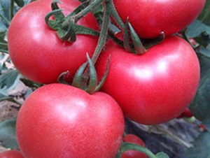 �۠�Ԫ-���t���N��-ʥ���r(n��ng)�I(y��)