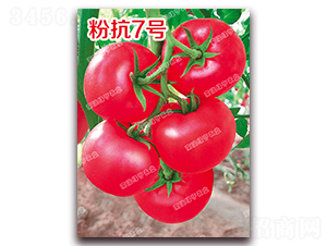 粉抗7號-粉果番茄種子-南澳綠亨