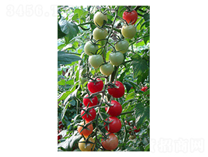 ؐؐ���t��-���ѷN��-�̝��N��