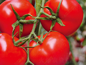 ��t���t���N��-�̝��N��