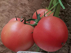 ��N��001-���ѷN��-�̝��N��