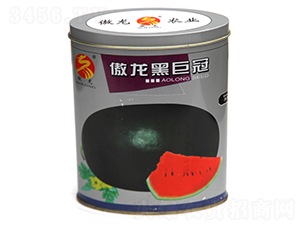 �����ھ޹�-���ϷN��-����