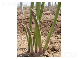 �_����-�J�S�N��-��T�S�r(n��ng)�I(y��)