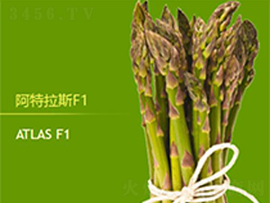 ������˹F1-�J�S�N��-��T�S�r(n��ng)�I(y��)