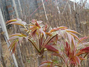 紅油香椿-香椿種子-益碩豐農(nóng)業(yè)