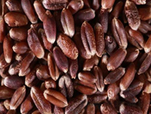 �߮a(ch��n)��С��-С���N��-��T�S�r(n��ng)�I(y��)