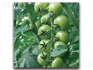 �G��ʯ3̖(h��o)-С���ѷN��-����