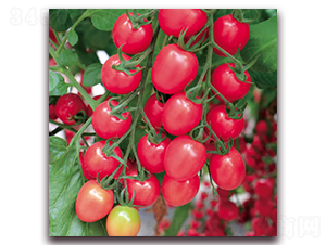 �f��-С���ѷN��-����