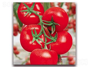 ��ɯ��-�t�����ѷN��-����