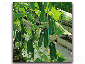 ���-�S�ϷN��-��ʢԪ