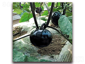 �ڻʺ�-���ӷN��-��ʢԪ