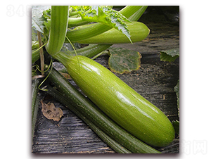 �R�ɲ��_-�����J�N��-��ʢԪ