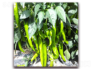 ̩��518-7-�⽷�N��-��ʢԪ