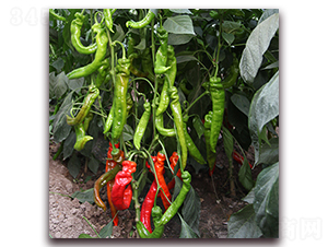 ����һ̖(h��o)-�⽷�N��-��ʢԪ