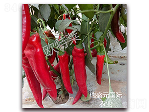 �W���R-�⽷�N��-��ʢԪ