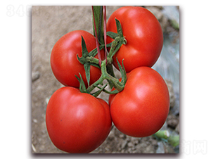 ���з���һ̖-�t�����ѷN��-��ʢԪ