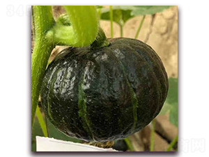 日本3號(hào)-南瓜種子-瑞盛元