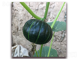 日本5號(hào)-南瓜種子-瑞盛元