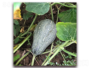 日本旺財-南瓜種子-瑞盛元