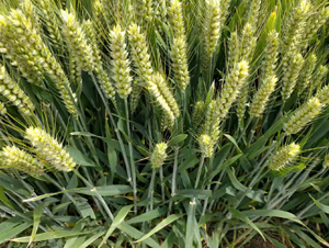 ���r(n��ng)207-С���N��-���\(y��n)�N�I(y��)