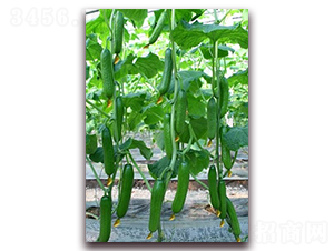 ��ķ˹�ص�-���S�ϷN��-���r(n��ng)���v