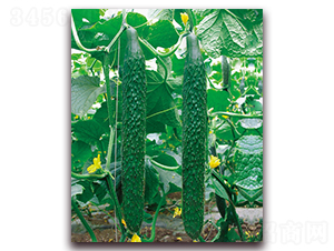 �n����̖-�S�ϷN��-���r(n��ng)���v