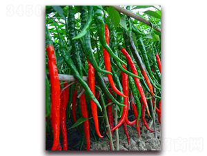 ���Qһ̖(h��o)-��(xi��n)���N��-���r(n��ng)���v