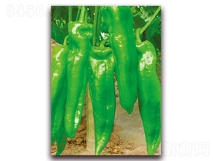 ��ţ��-ţ�ǽ��N��-���r(n��ng)���v