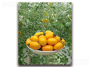 ����һ̖F1-�SɫС���ѷN��-���r(n��ng)���v